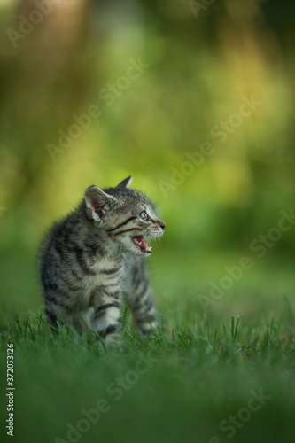 Kitten running in a meadow