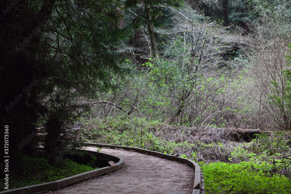 Obraz premium Path among the redwood trees