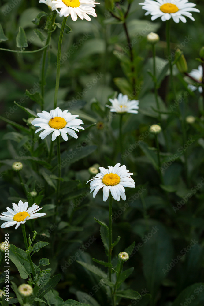 Chamomile flowers on green nature background Chamomile flowers on green nature background