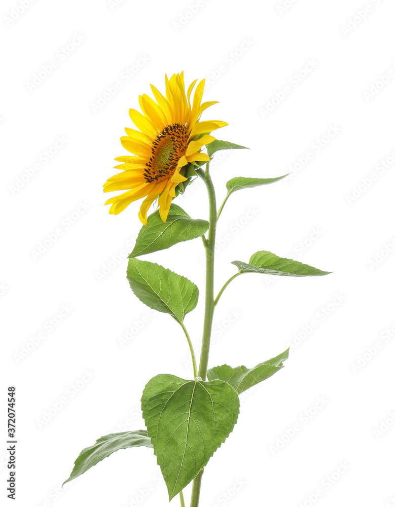 Fototapeta premium Beautiful bright blooming sunflower isolated on white