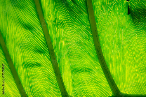 green background