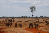 wild Animals - Safari - Big five - Afrika	