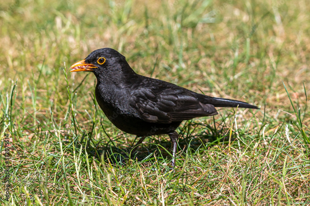 Male blackbird, turdus merula, collecting garden suet food in beak Male blackbird, turdus merula, collecting garden suet food in beak
