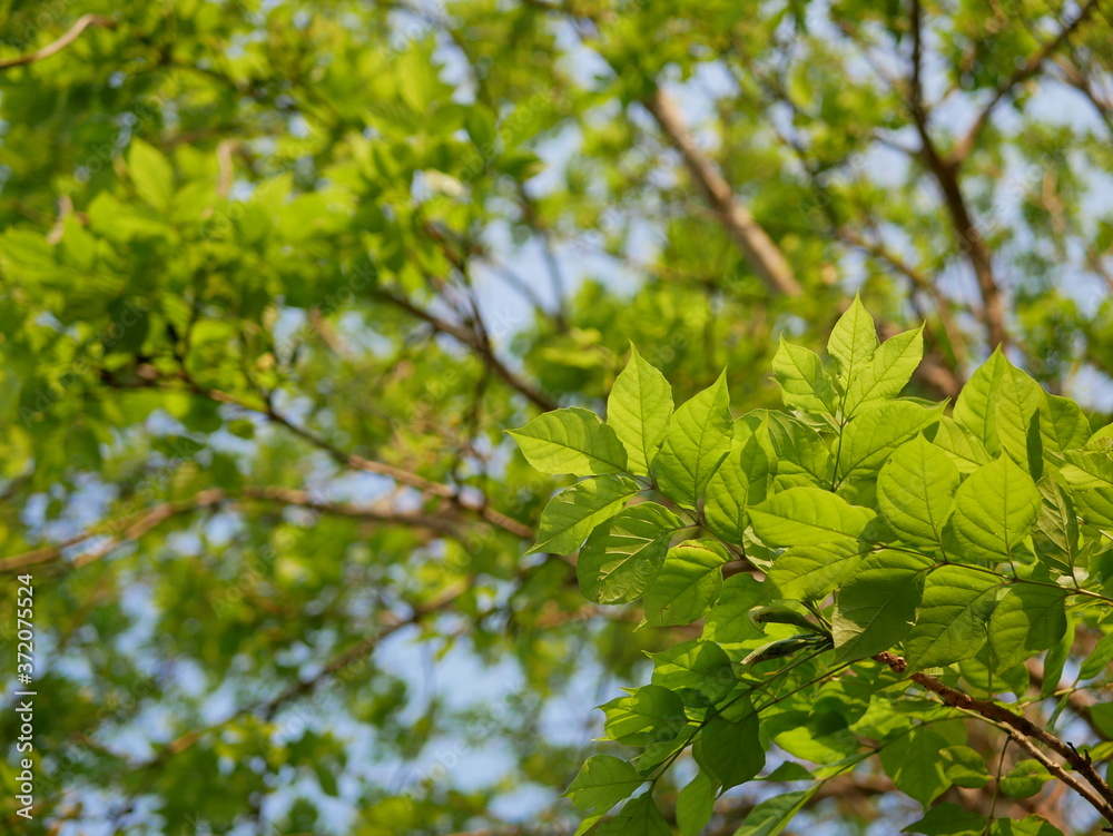 Leaves of Dolichandrone serrulata (Wall. ex DC.) Seem tree, or so called Care Na in Thailand in evening sunlight Leaves of Dolichandrone serrulata (Wall. ex DC.) Seem tree, or so called Care Na in Thailand in evening sunlight