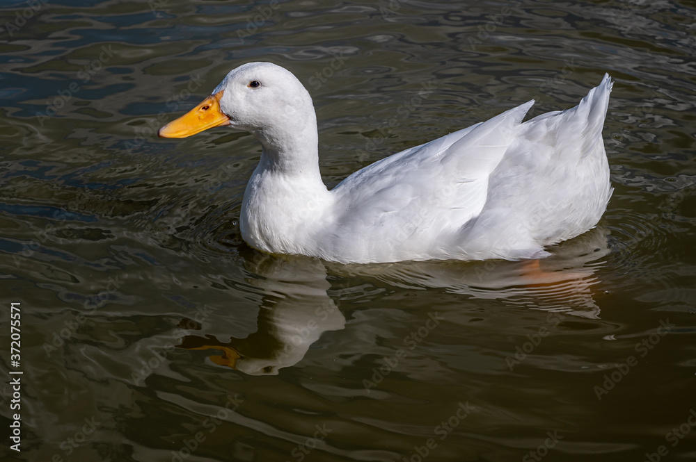 White pekin duck, also known as Aylesbury duck White pekin duck, also known as Aylesbury duck