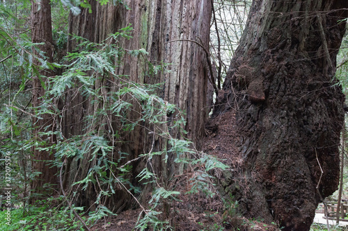 Abstraction in Redwood Trees