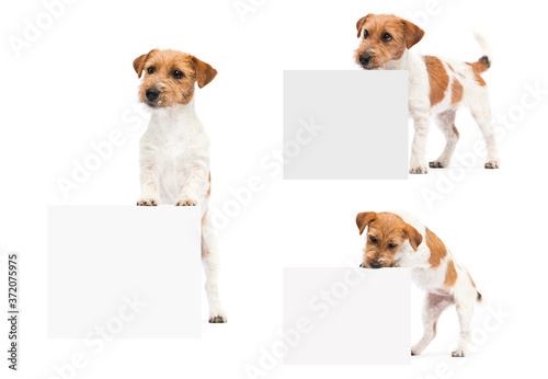dogs jack russell terrier peeking out of the banner
