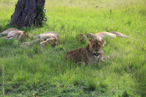 Group of lions relaxing under tree in Kenya, Africa