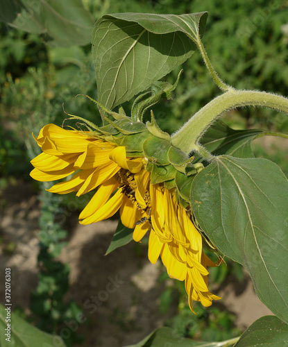 sunflower plant in the garden, sunflower plant with yellow flowers,