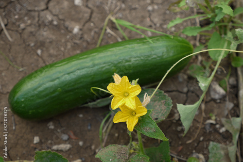 cucumber and cucumber flower on the plant in the garden,