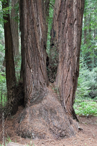 California Coastal Redwood trees © Allen Penton
