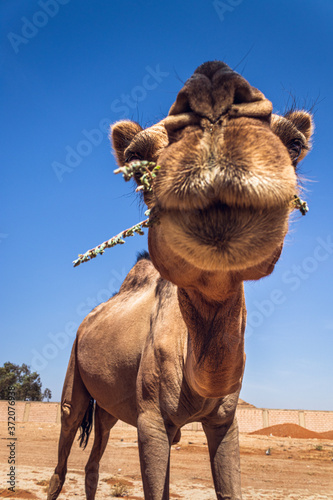 A camel is a pet from the family of camels and ruminants. Large body, slender legs, long neck, small head and ears, lip clefts, strong teeth. It is a point or age in which fats are stored or stored in