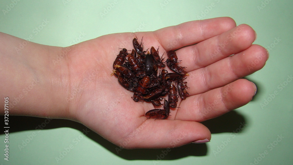 a little girl holding insects mealworms adult superworm hand and beetles on white background