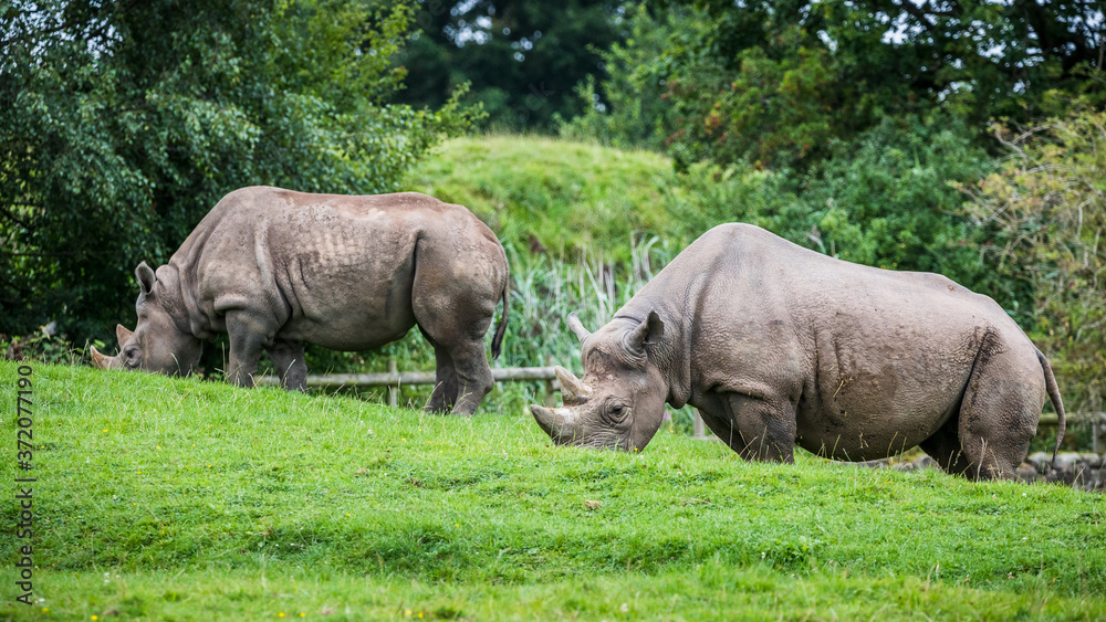 Eastern black rhino pair Eastern black rhino pair