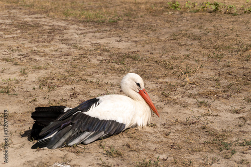 White stork closeup