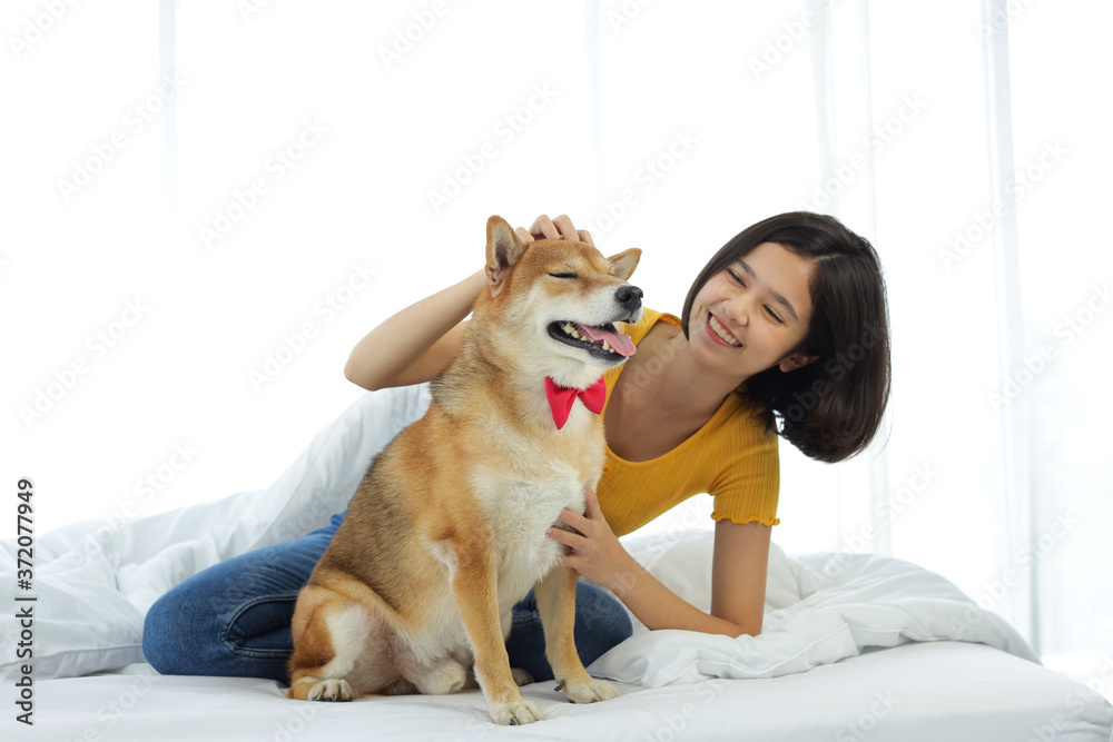 A girl playing with a Shiba Inu in a white bedroom with a morning sunshine window.. A girl playing with a Shiba Inu in a white bedroom with a morning sunshine window..