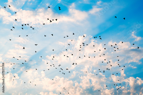 silhouette of a flock of flying birds