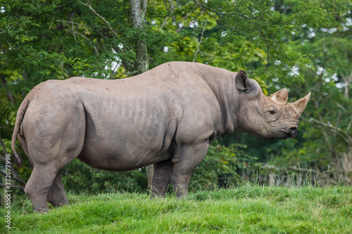 Black rhinoceros on the grass