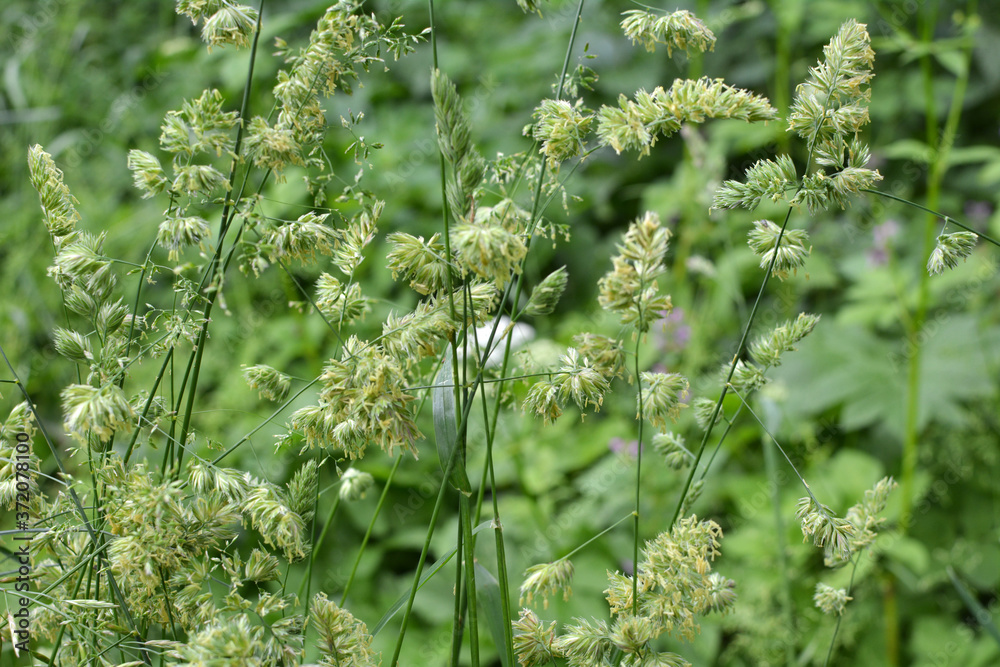 Flowering Dactylis glomerata Flowering Dactylis glomerata