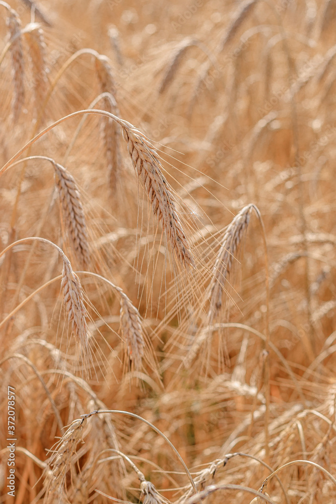 Fototapeta premium Wheat field background . Collection of field crops. Rural landscape. Background of ripening wheat ears in the field and sunlight. Field crops. . Field landscape.