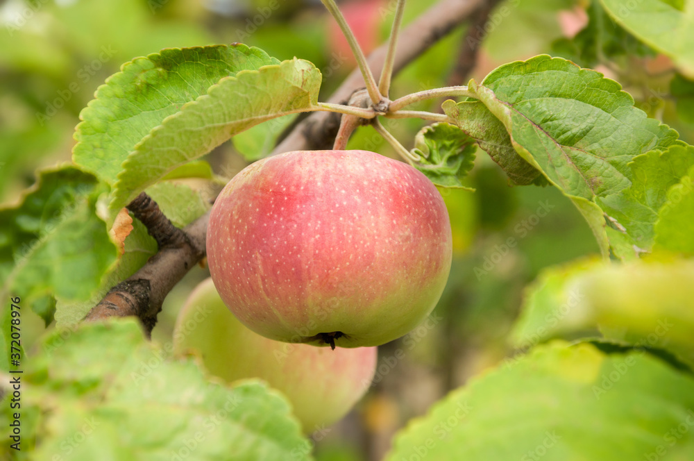 Beautiful red fruit of the apple tree on a branch among green leaves in an orchard. Selective focus. Harvesting. Beautiful red fruit of the apple tree on a branch among green leaves in an orchard. Selective focus. Harvesting.
