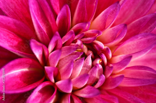 Pink Dahlia flower with close up view