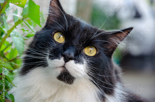 Photography close up on tuxedo cat face looking to camera