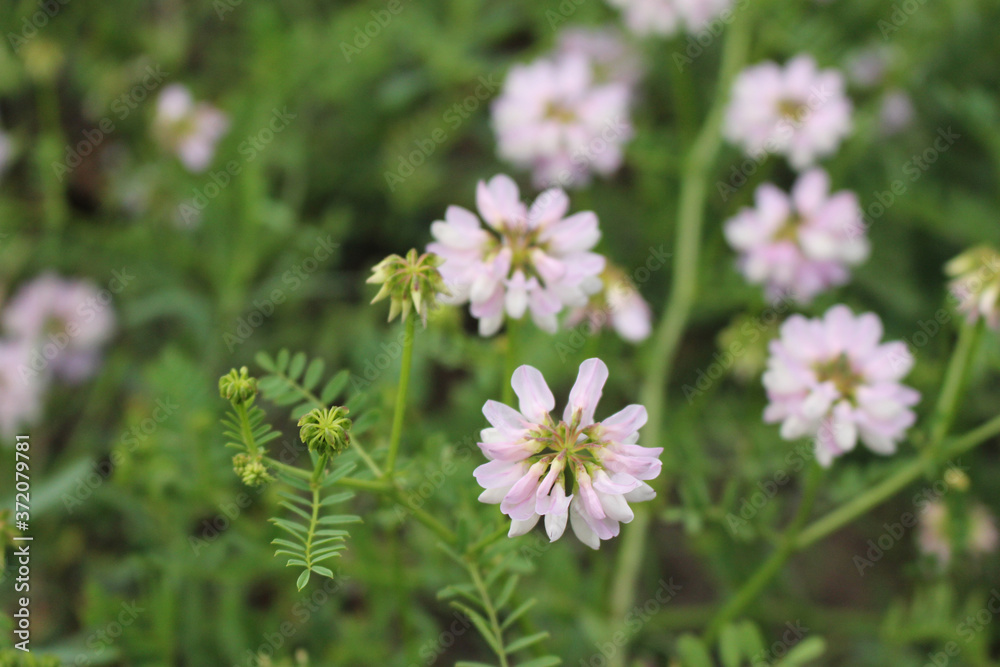 Wild pink flowers in the meadow close up Wild pink flowers in the meadow close up
