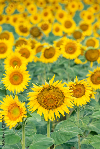 field of sunflowers