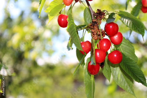 Ripe cherry on the tree