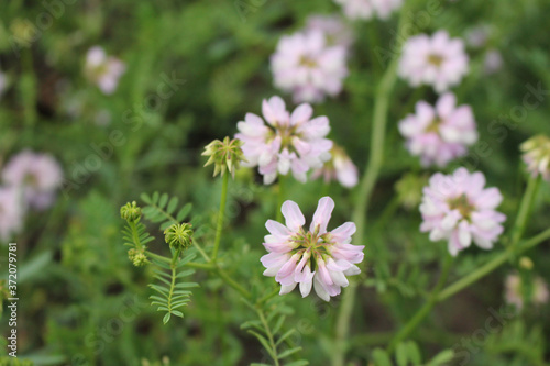 Wild pink flowers in the meadow close up