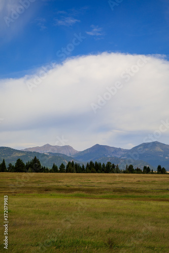 field with trees and mountain