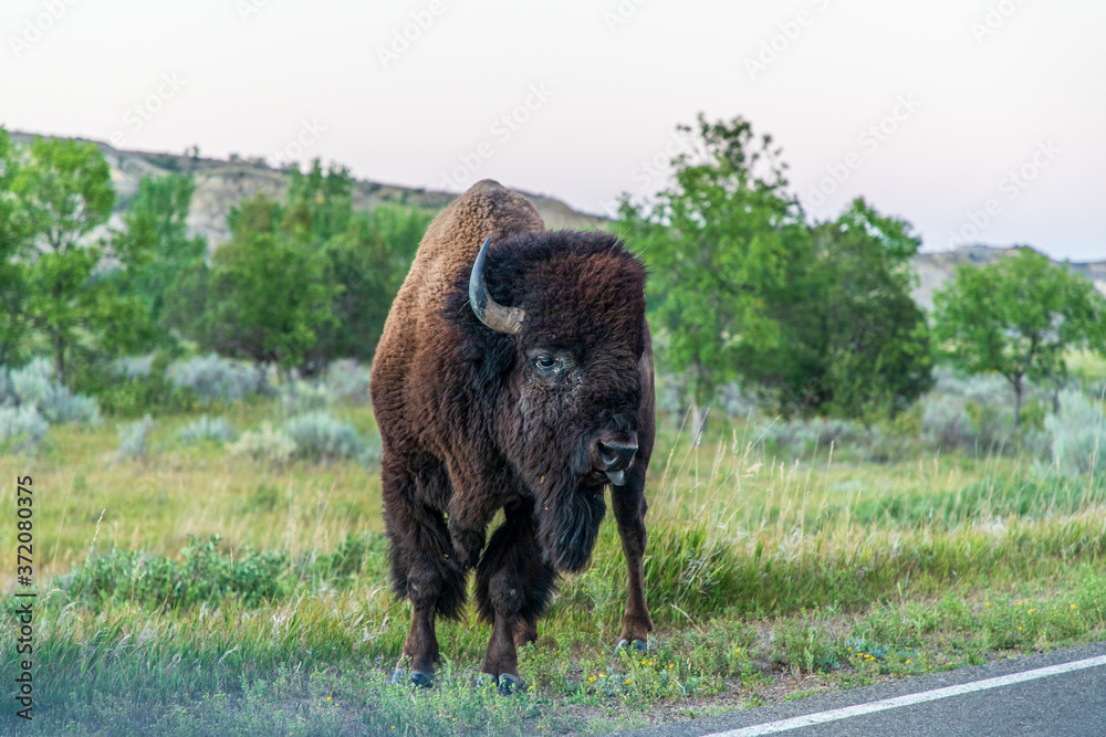 Large buffalo standing near roadside