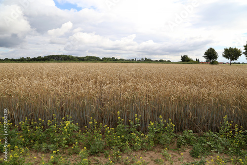 Golden ears of wheat growing in the field