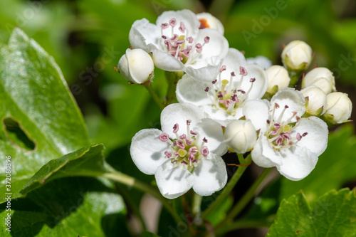 Close up of mayflower (crataegus laevigata) blossom