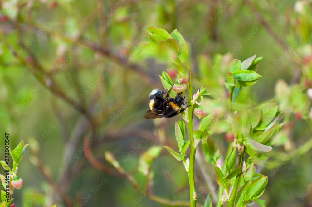 an insect collecting nectar from a flower an insect collecting nectar from a flower