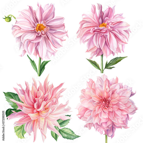 Set of flowers  pink dahlia  isolated white background  watercolor illustration