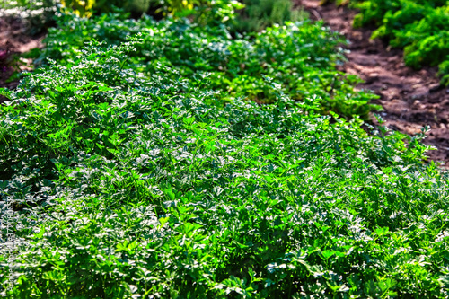 parsley field