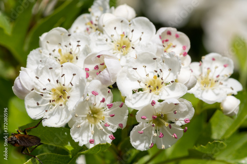 Photos Close up of mayflower (crataegus laevigata) blossom