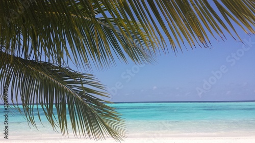 palm tree on the beach © Barrie