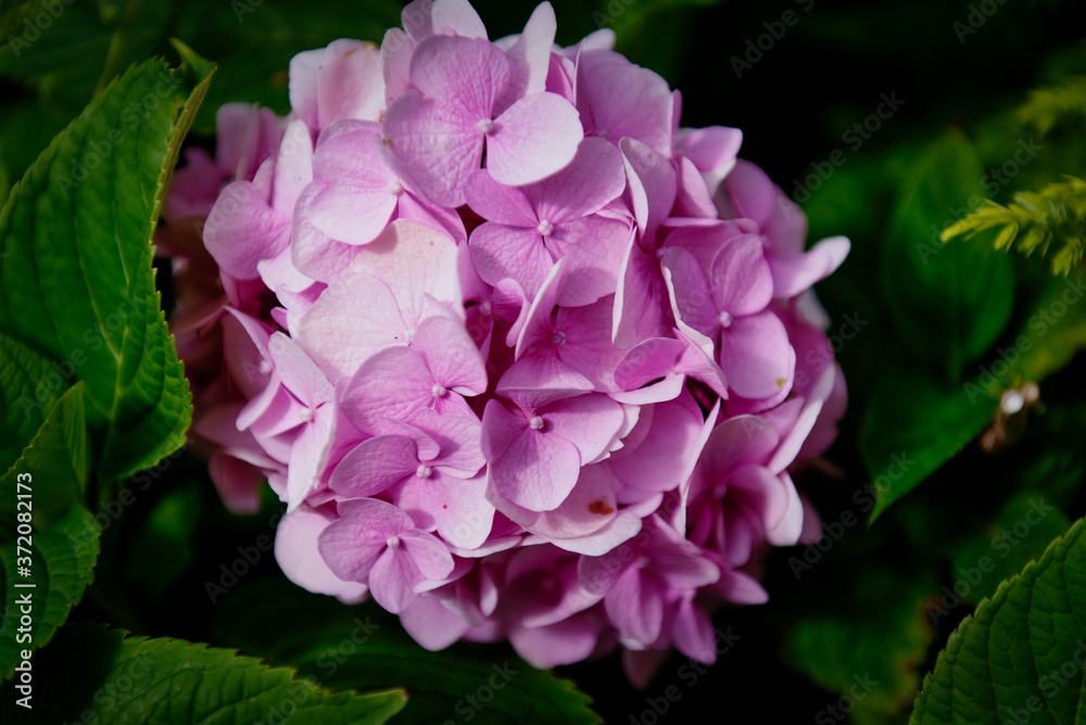 Blue and violet hortensia hydrangea flower (Hydrangea macrophylla) in the garden, background