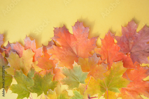 Bright autumn maple leaves on a golden background with space for text. Banner, advertising. postcard.