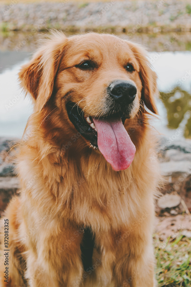 golden golden