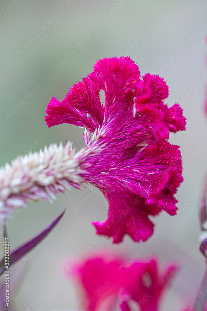 Fototapeta premium Pink Cockscomb flower of lush magenta color in selective focus.