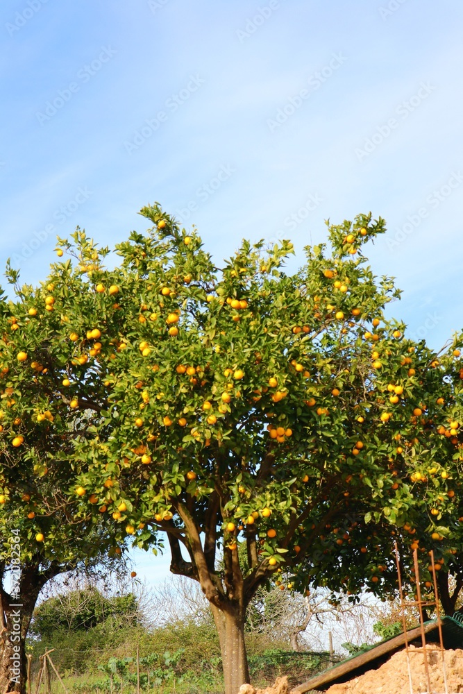 Clementine tree full of fruit