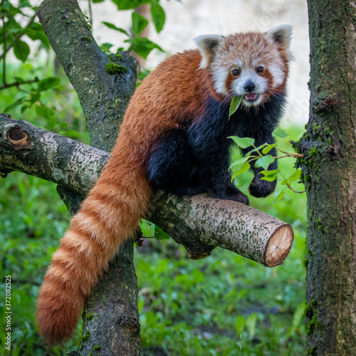 red panda eating bamboo