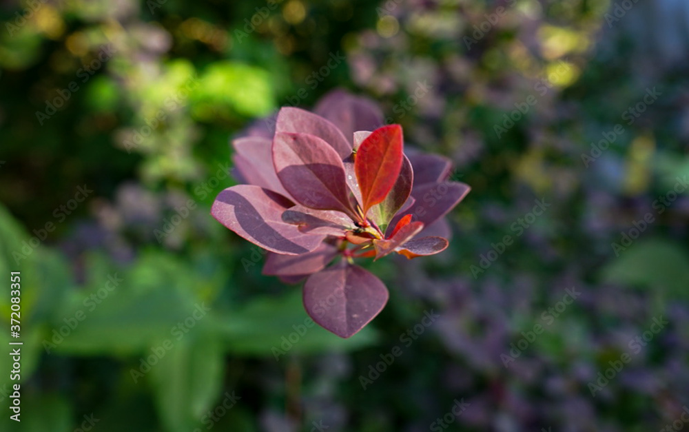 Fototapeta premium pink and yellow flower
