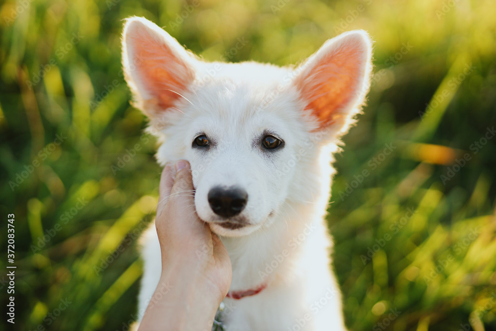 Woman hand caressing cute white puppy face in warm sunset light in summer meadow. Portrait of adorable fluffy puppy with sweet eyes. Adoption concept