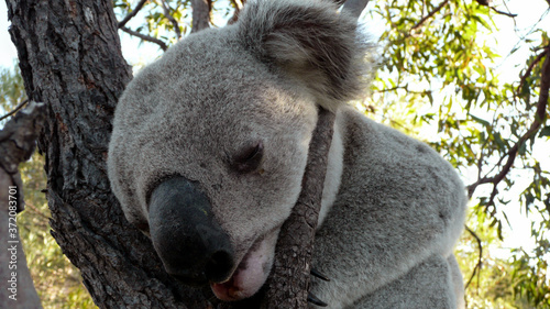 koala in the tree