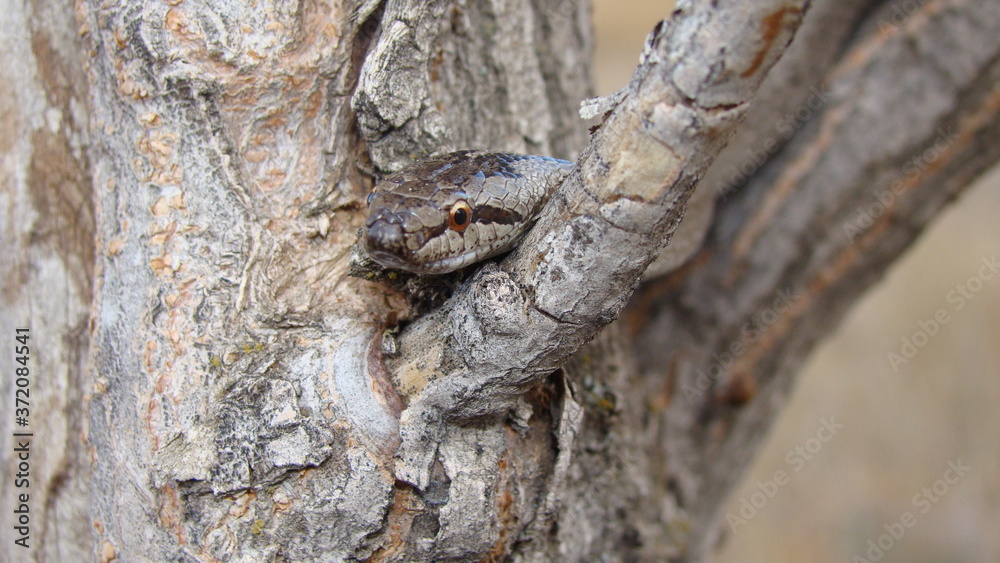 Snake on the tree.
Smooth Snake (Coronella austriaca) is a non venomous colubrid species found in northern & central Europe
Veterinarian exotic.
Veterinarian wildlife.
veterinary medicine. Snake on the tree.
Smooth Snake (Coronella austriaca) is a non venomous colubrid species found in northern & central Europe
Veterinarian exotic.
Veterinarian wildlife.
veterinary medicine.